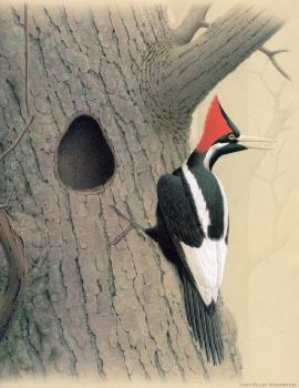 William Zimmerman : Ivory billed Woodpecker II
